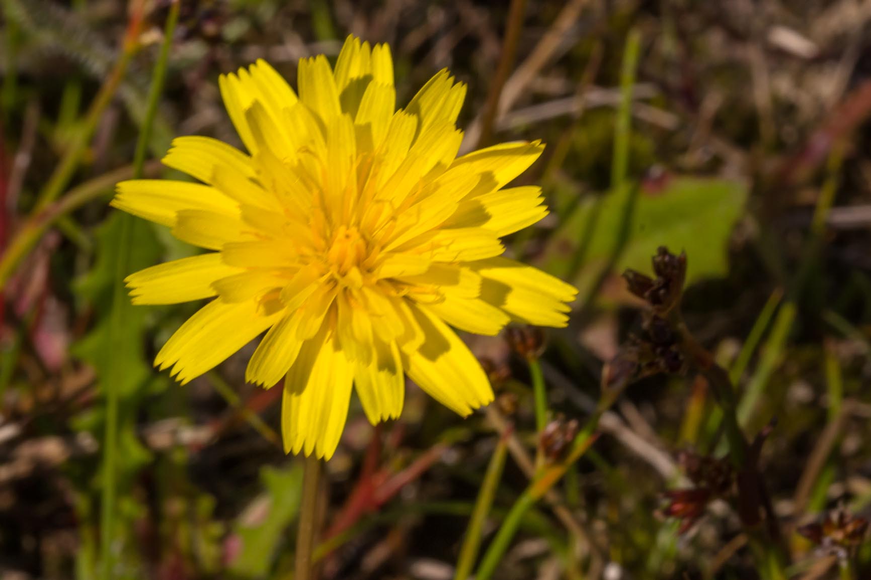 Kleine leeuwentand - Leontodon saxatilis : Losse grammen