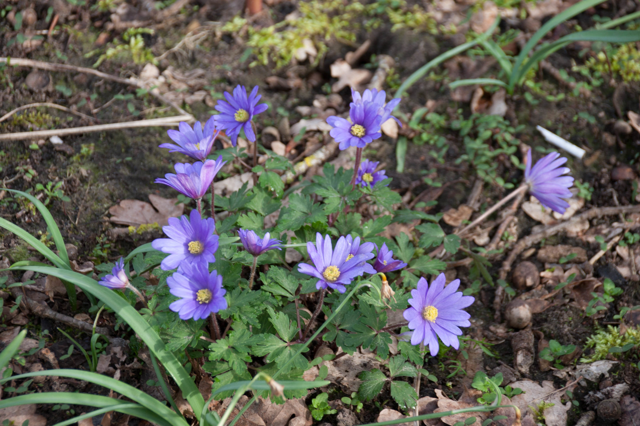 Oosterse anemoon - Anemone blanda (blauw) : Verpakking met 25 bollen