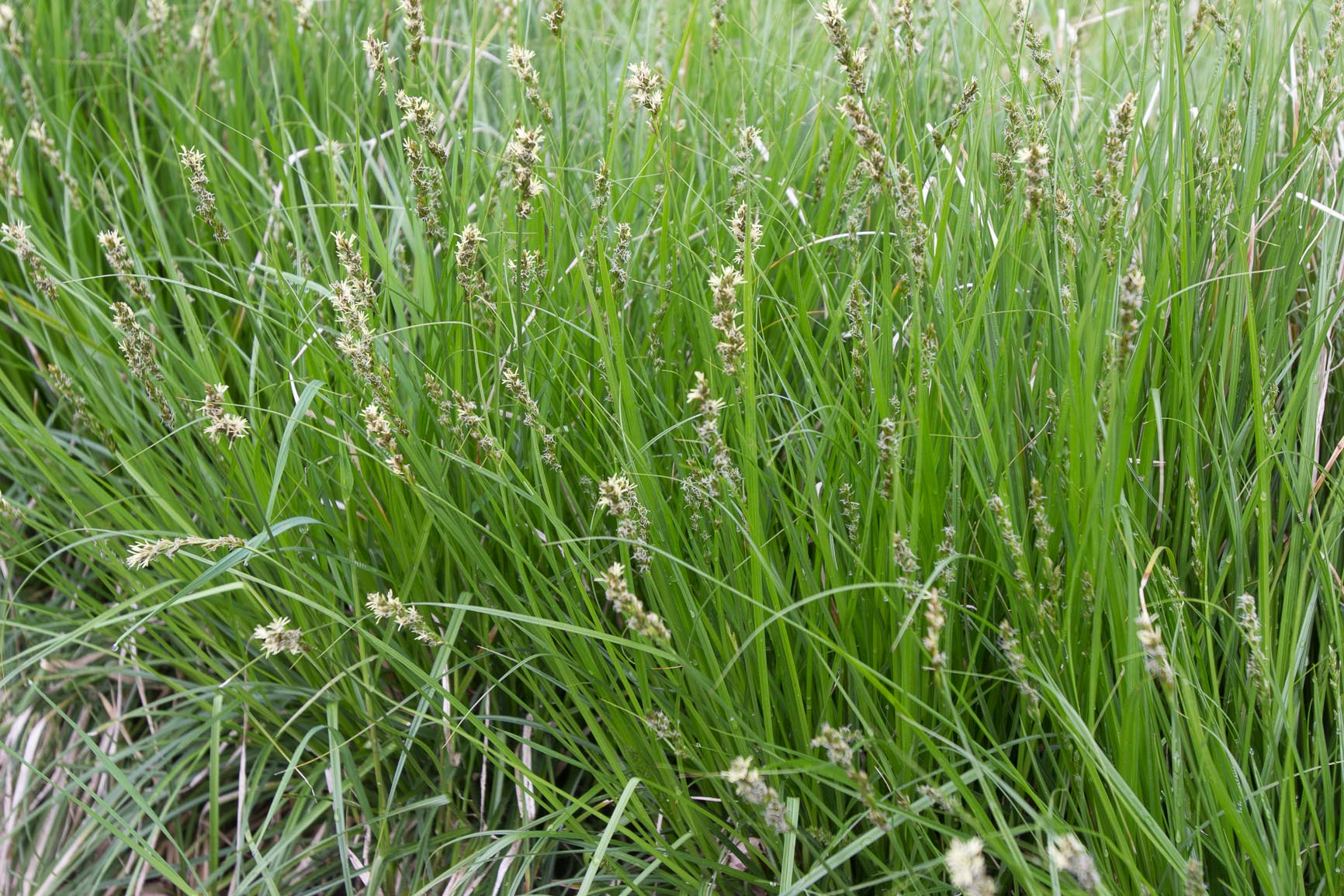 Gewone bermzegge - Carex spicata : Losse grammen