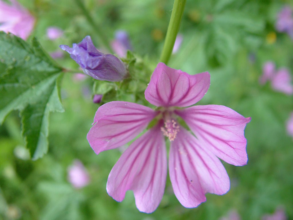 Groot kaasjeskruid - Malva sylvestris : Zakje