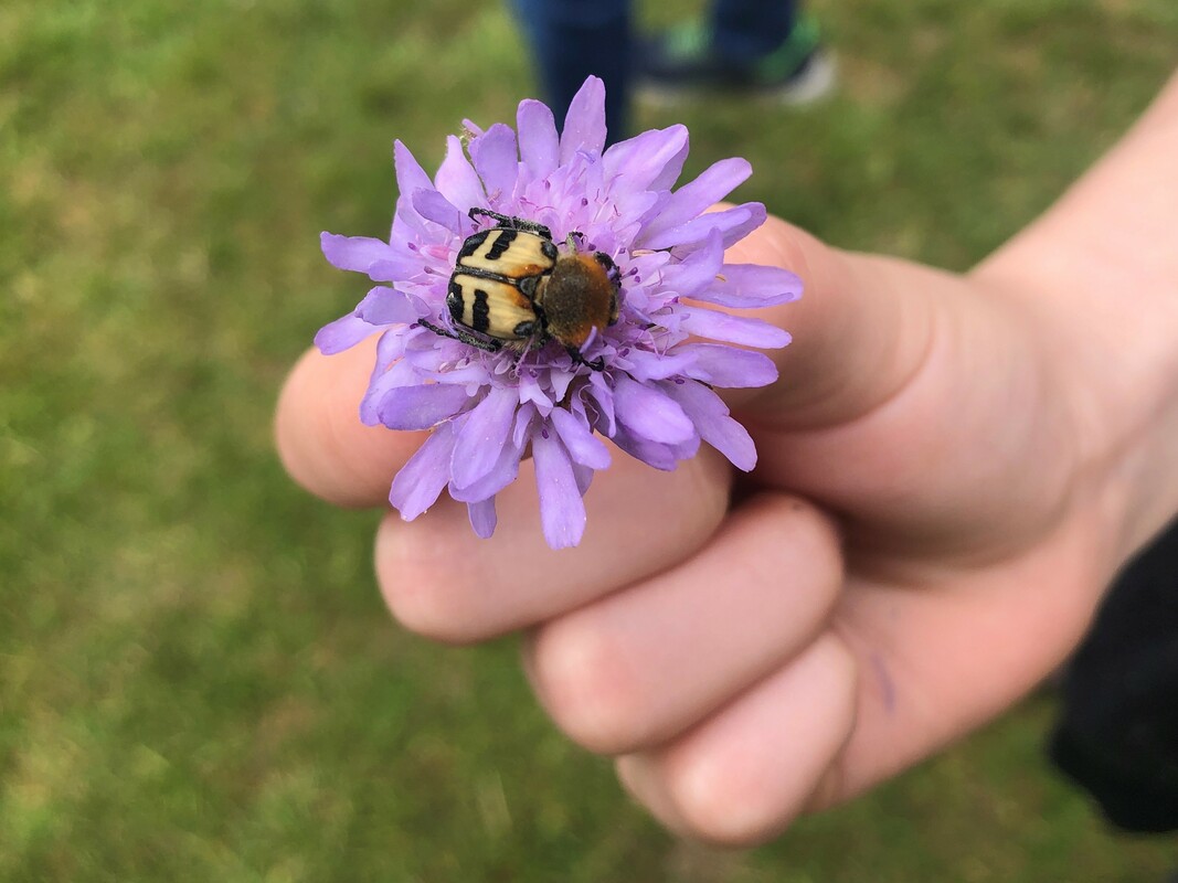 Plantpakket Schoolplein Hoeckje