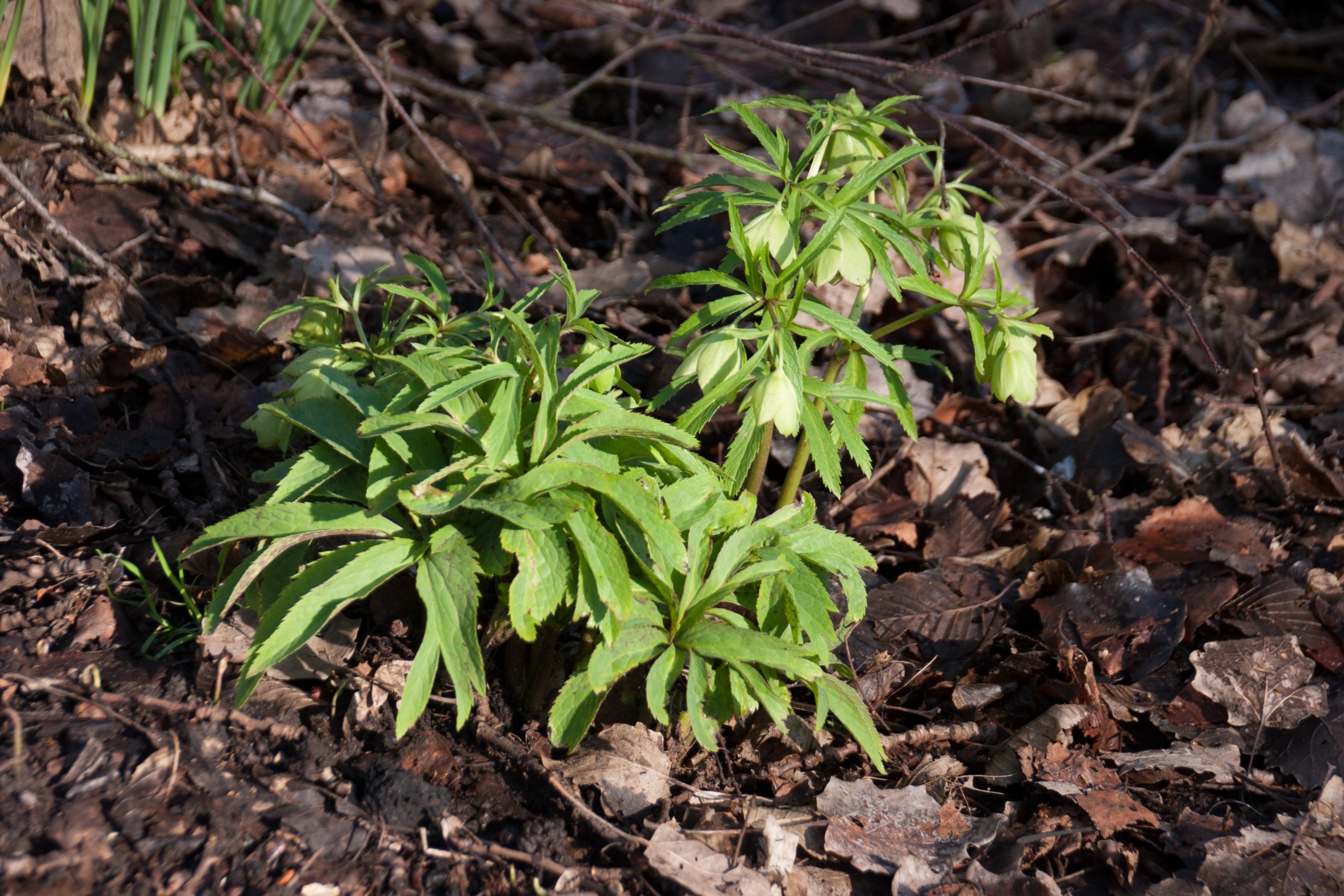 Wrangwortel - Helleborus viridis : Plant in P9 pot