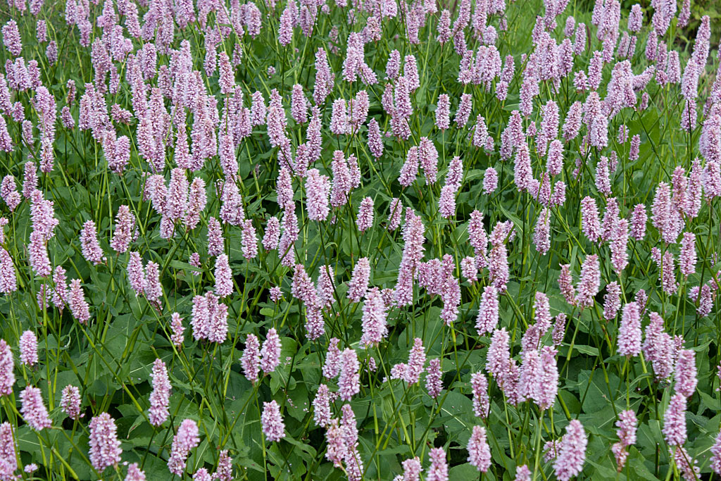 Adderwortel - Persicaria bistorta : Zakje