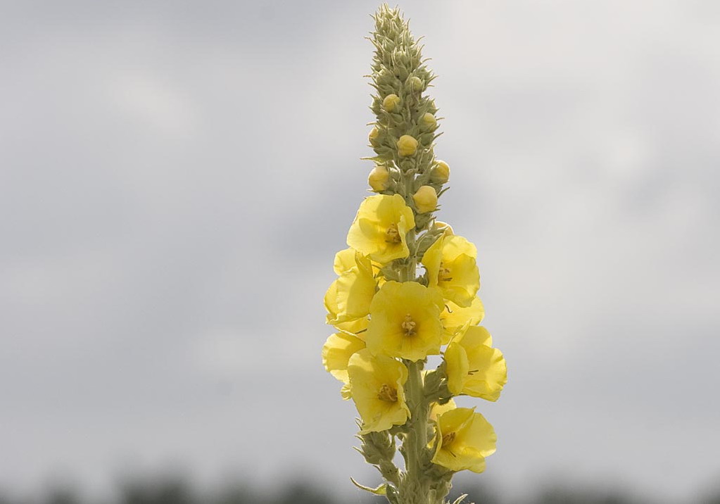 Keizerskaars - Verbascum phlomoides : Losse grammen