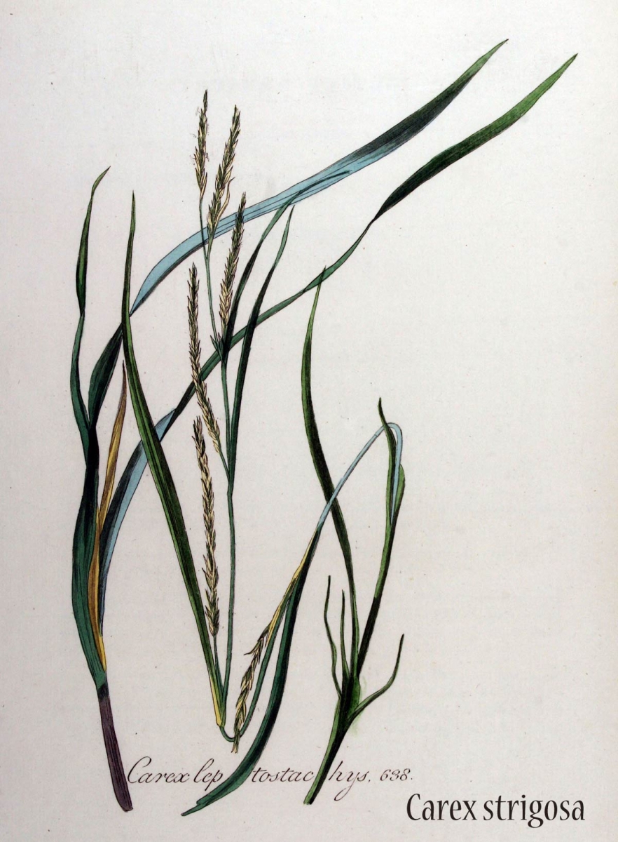 Slanke zegge - Carex strigosa : Losse grammen