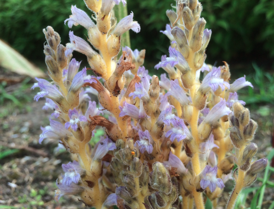 Hennepvreter - Orobanche ramosa : Zakje