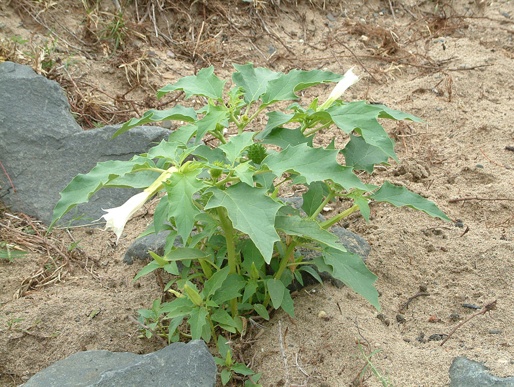 Doornappel - Datura stramonium : Losse grammen