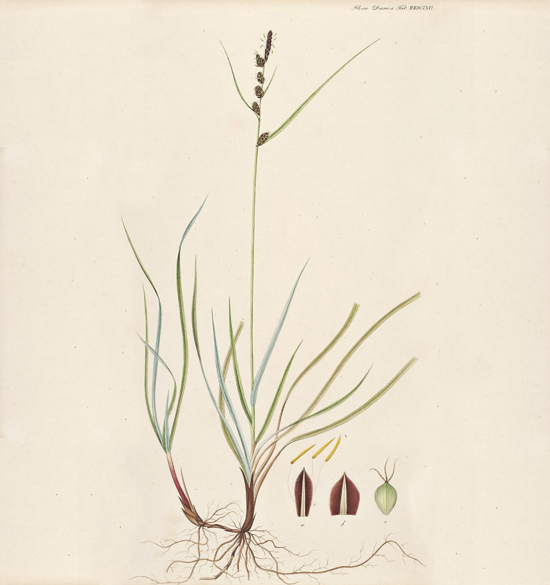 Zeegroene zegge - Carex flacca : Losse grammen