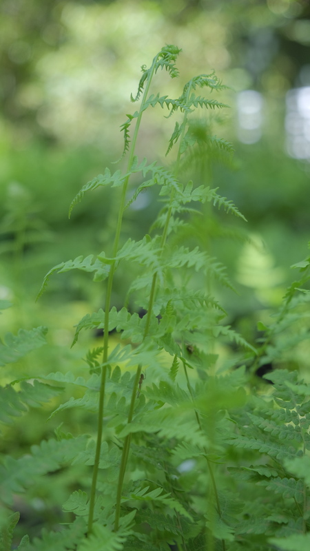 Moerasvaren - Thelypteris palustris : Plant in P9 pot