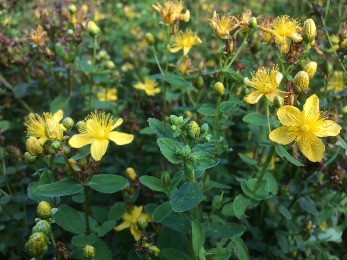 Gevlekt hertshooi - Hypericum maculatum subsp. maculatum : Zakje