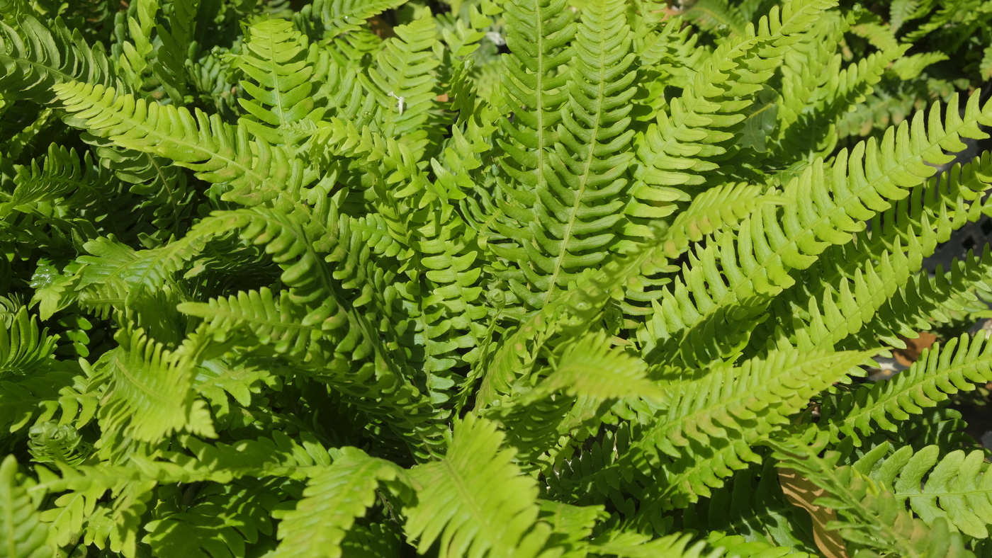 Dubbelloof - Blechnum spicant : Plant in P9 pot