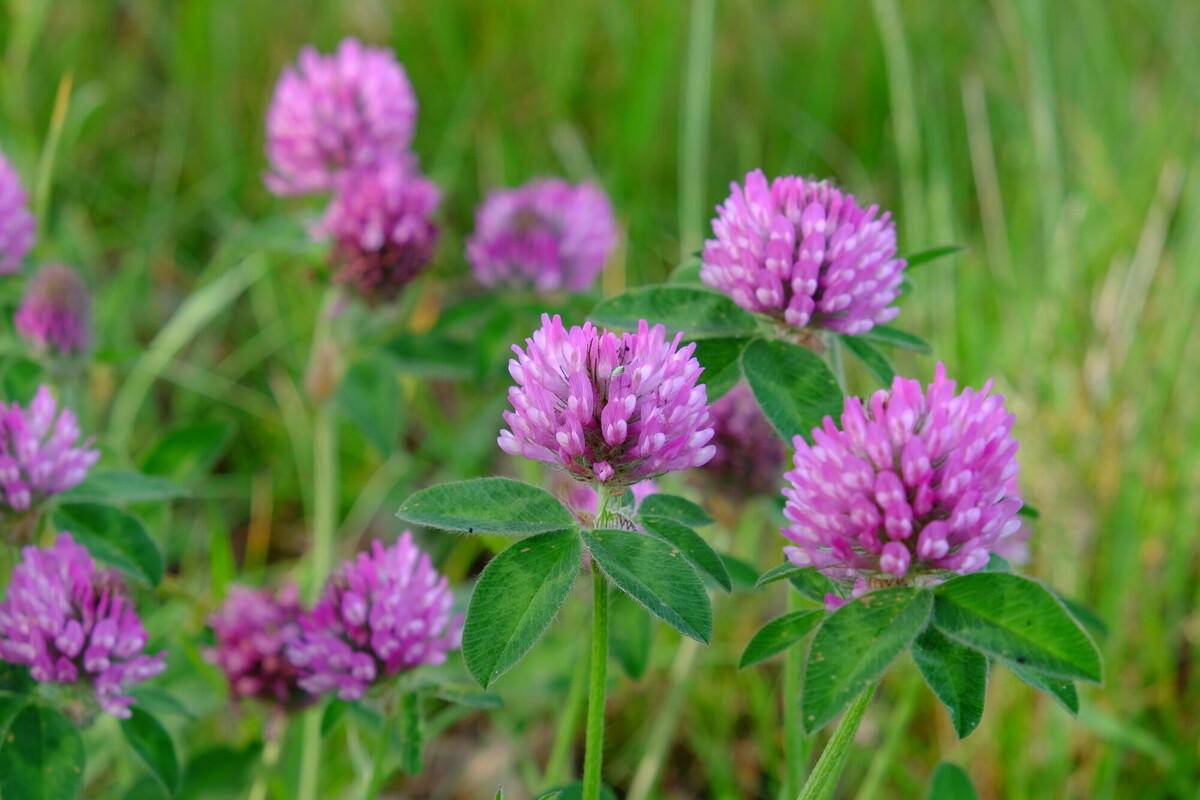 Rode klaver - Trifolium pratense : Zakje