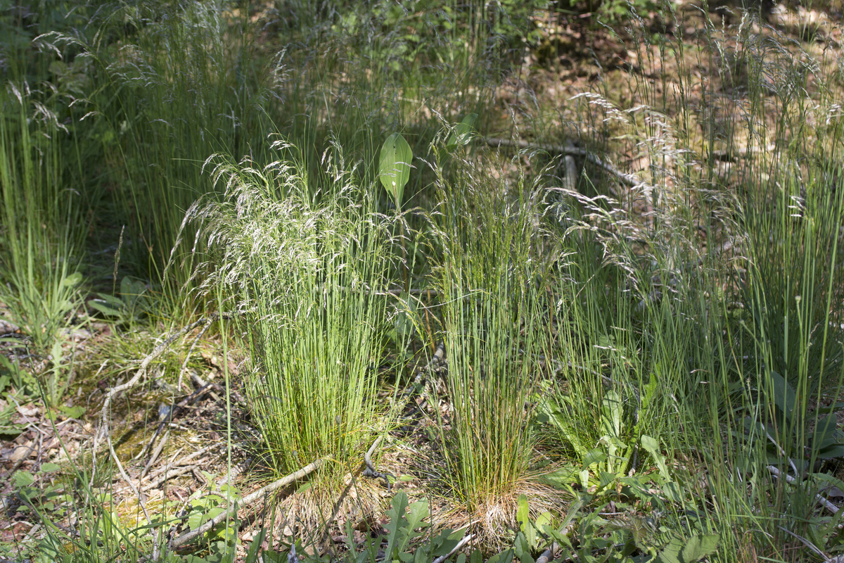 Bochtige smele - Avenella flexuosa : Plant in P9 pot