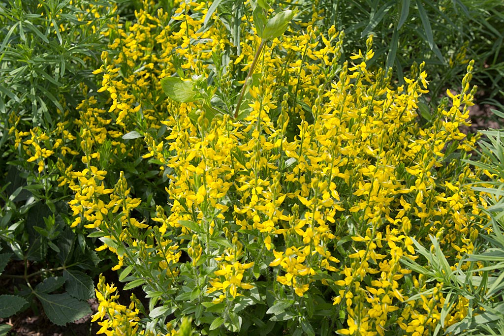 Duitse brem - Genista germanica : Losse grammen