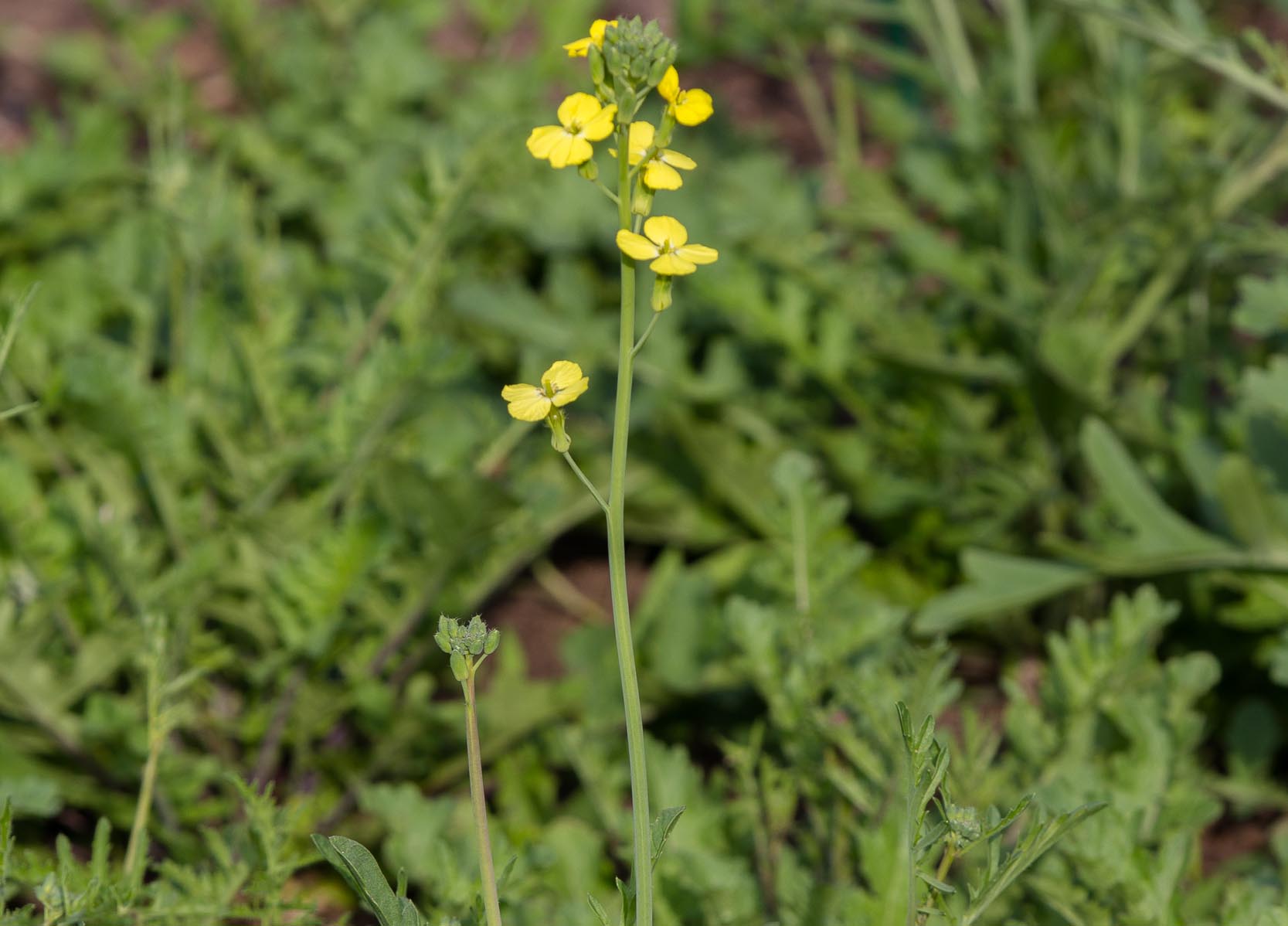 Muurbloemmosterd - Coincya monensis : Zakje