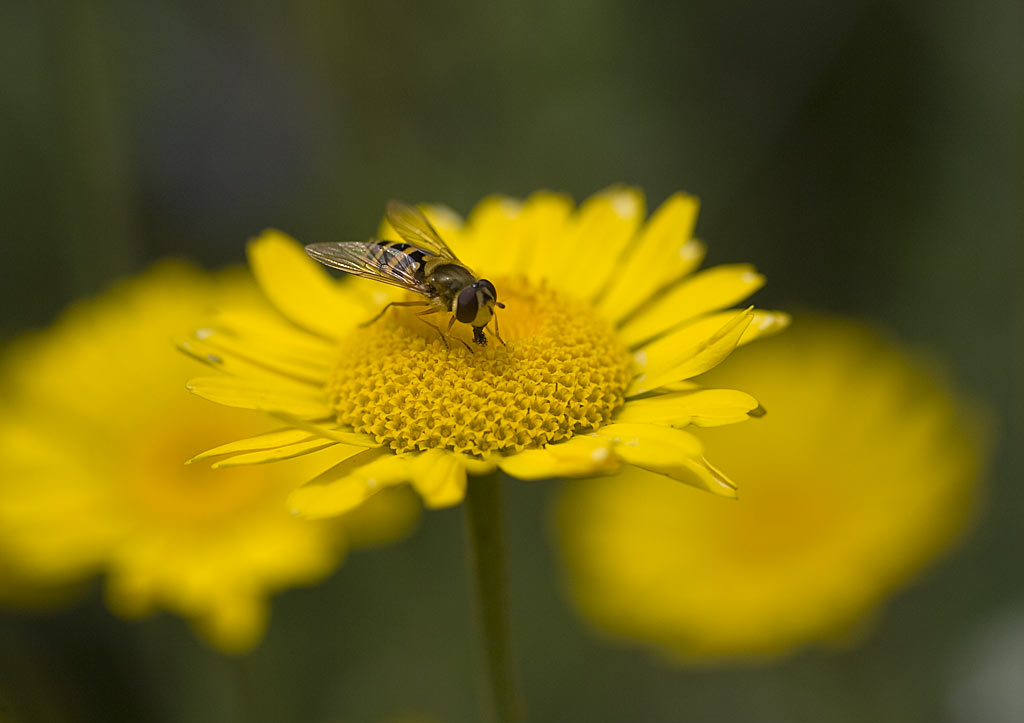 Gele kamille - Anthemis tinctoria : Zakje Gele kamille - Anthemis tinctoria : Zakje