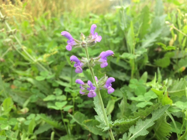 Kleinbloemige salie - Salvia verbenaca : Zakje