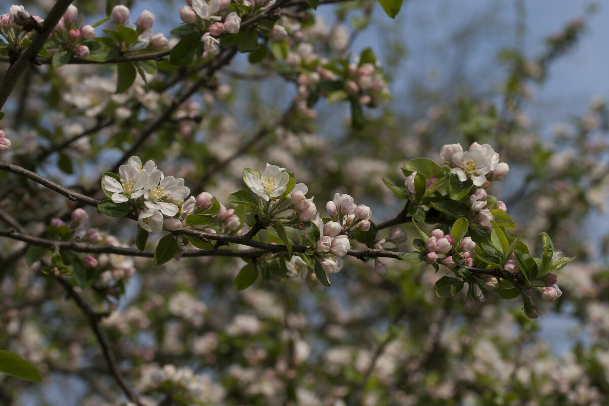 Wilde appel - Malus sylvestris : Plant in P9 pot