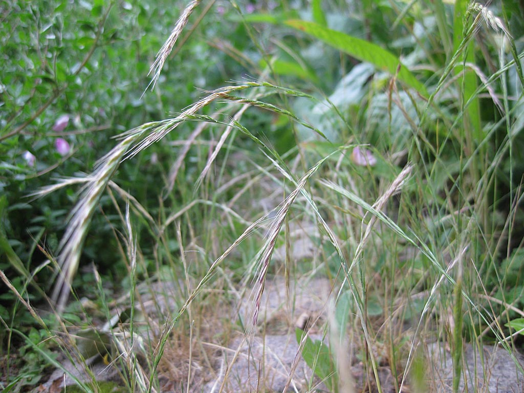 Gewoon langbaardgras - Vulpia myuros : Losse grammen