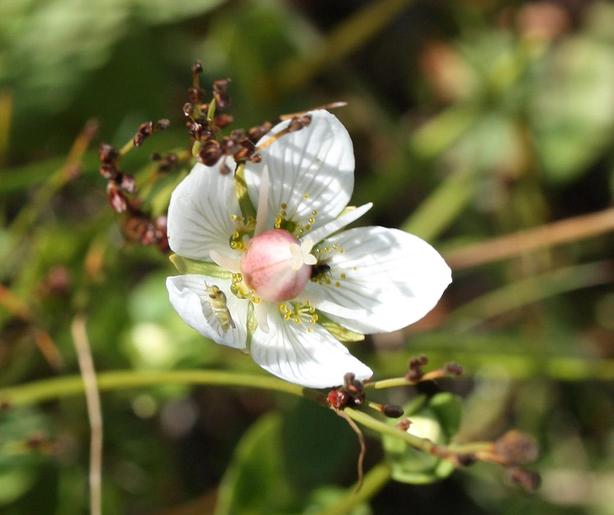 Parnassia - Parnassia palustris : Zakje