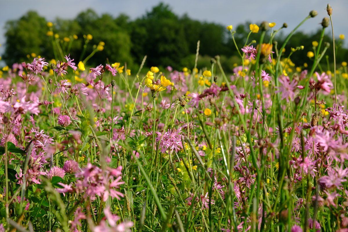 WV Weidevogelgeluk : Losse grammen