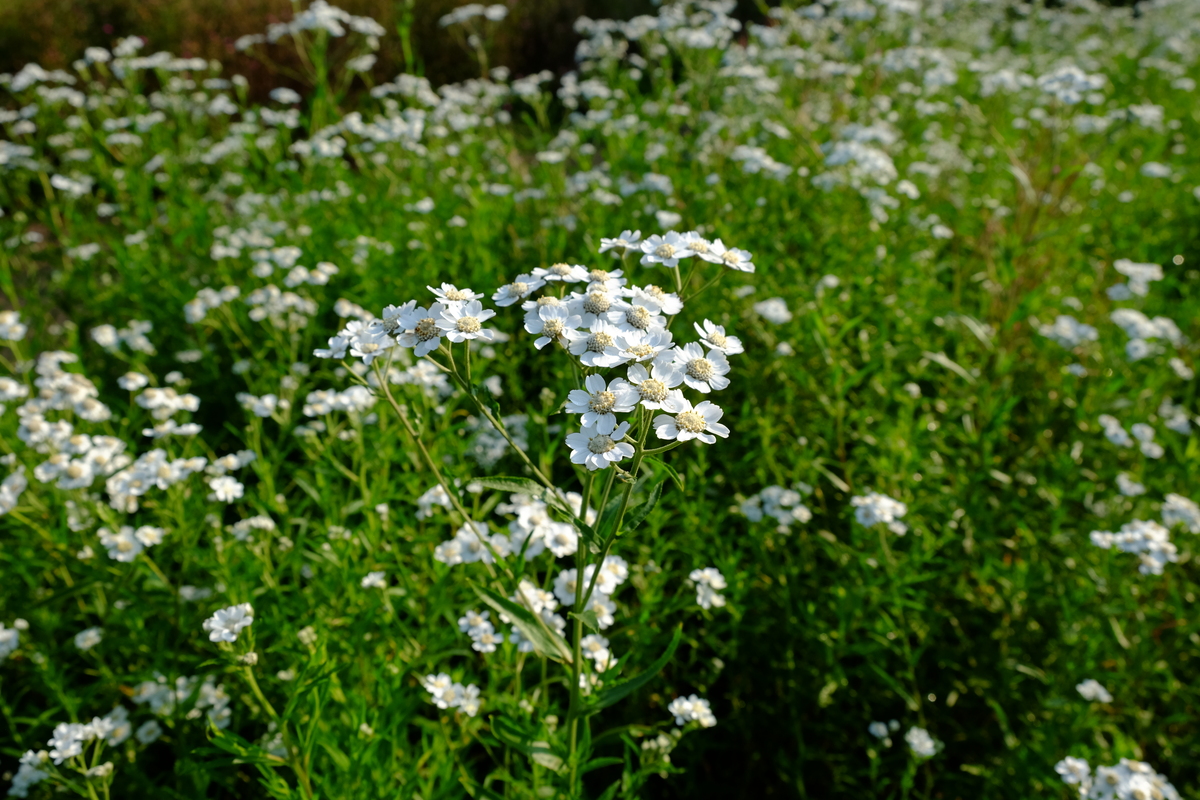 Plantpakket Libelle Hoeckje - laagblijvend