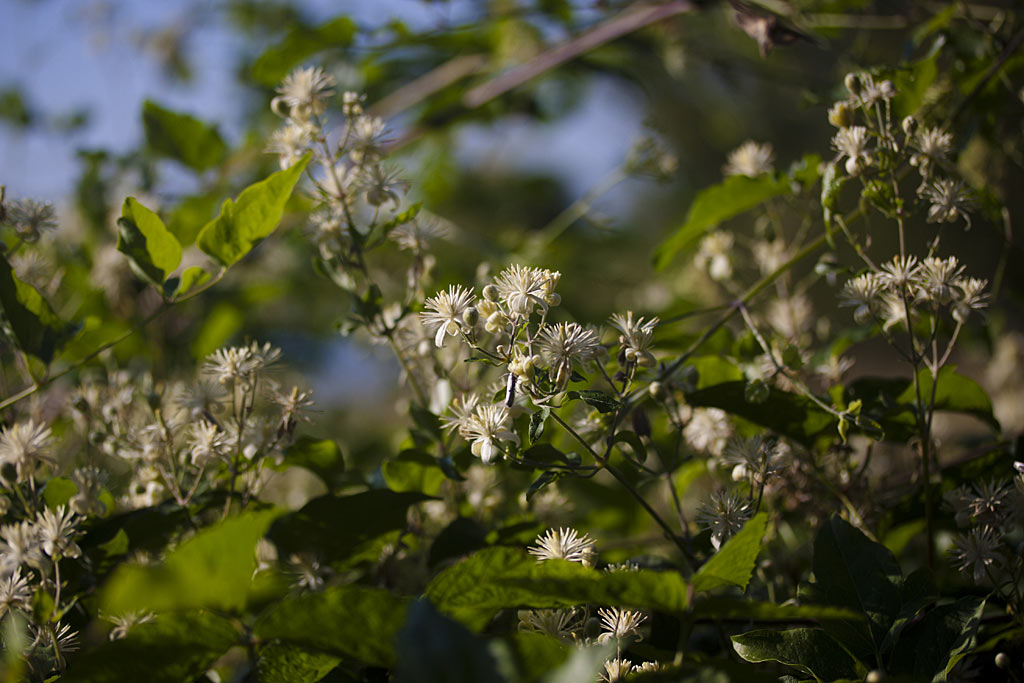 Bosrank - Clematis vitalba : Plant in P9 pot