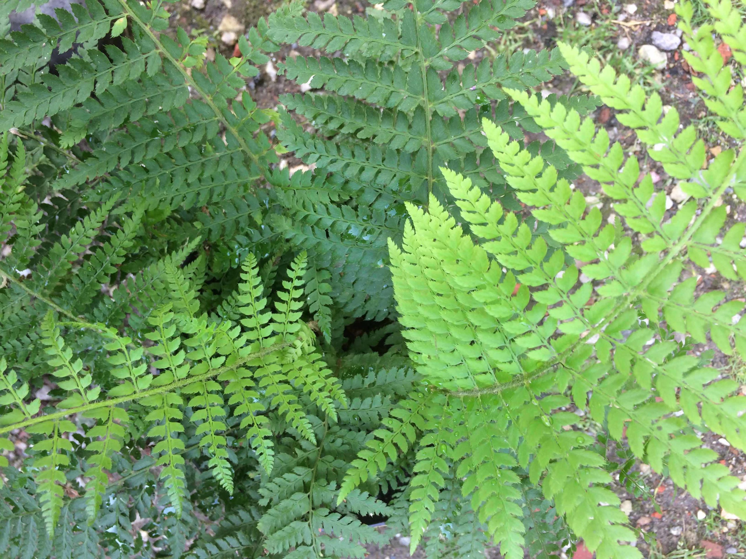 Zachte naaldvaren - Polystichum setiferum : Plant in P9 pot