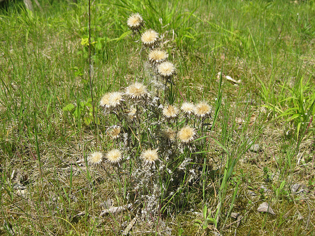 Driedistel - Carlina vulgaris : Losse grammen