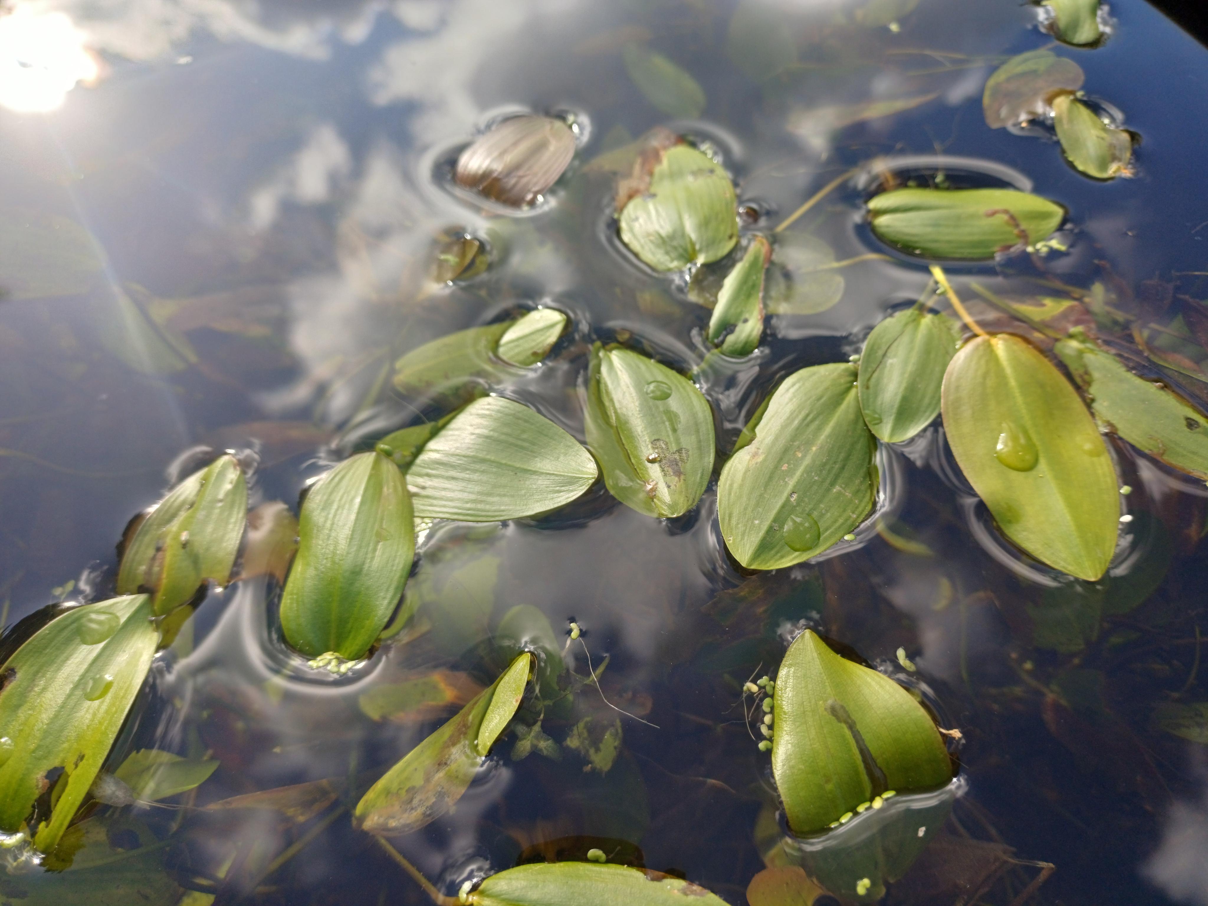 Drijvend fonteinkruid - Potamogeton natans : Plant in P9 pot