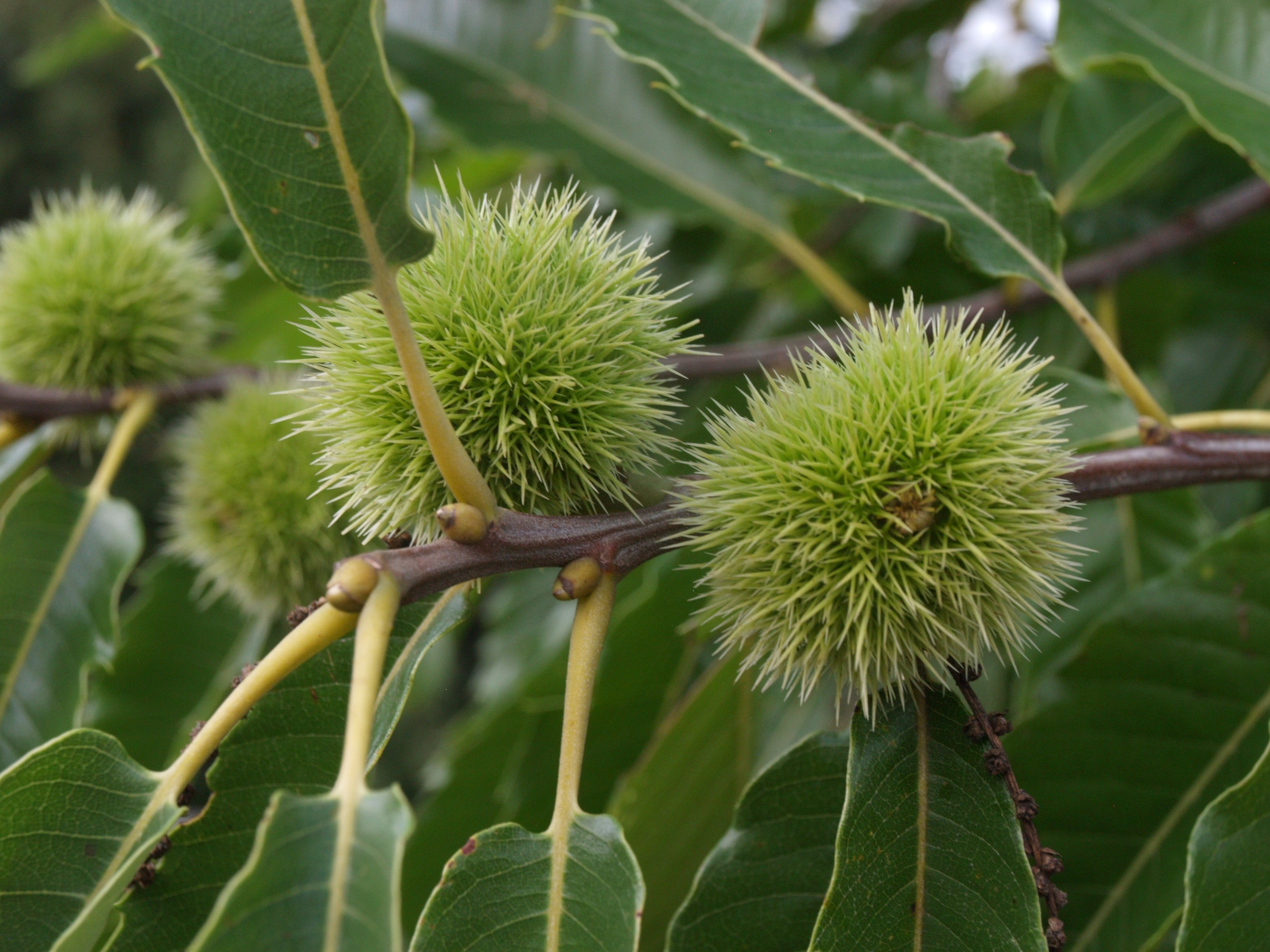 Tamme kastanje - Castanea sativa : Plant in C3 liter pot