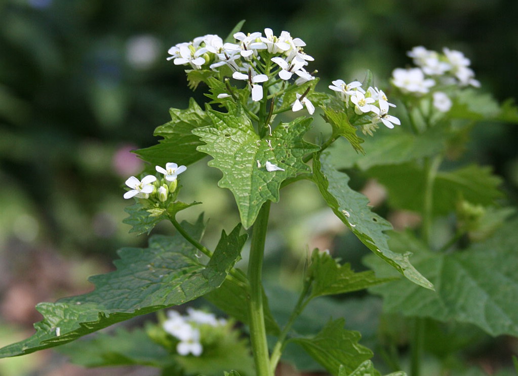 Look-zonder-look - Alliaria petiolata : Plant in P9 pot