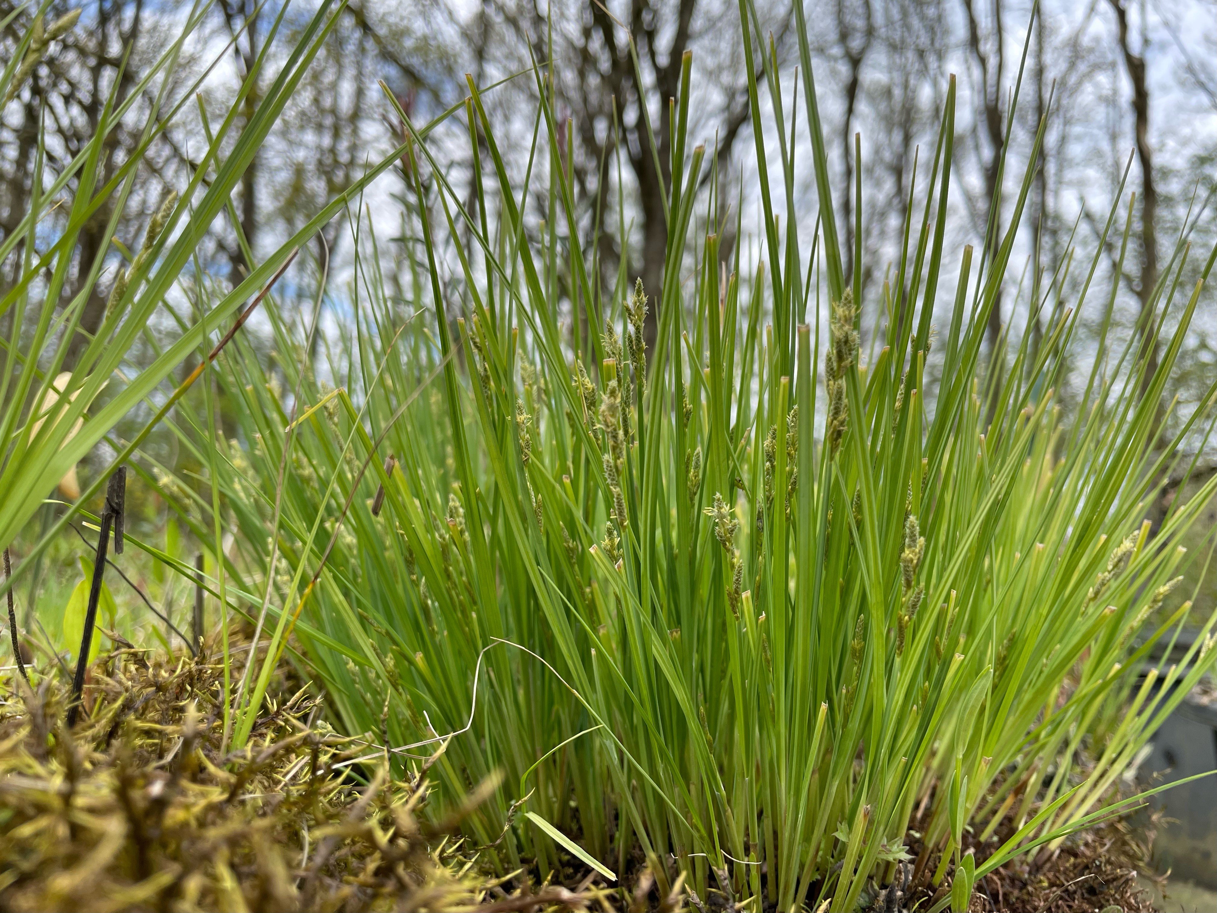 Zompzegge - Carex canescens : Losse grammen