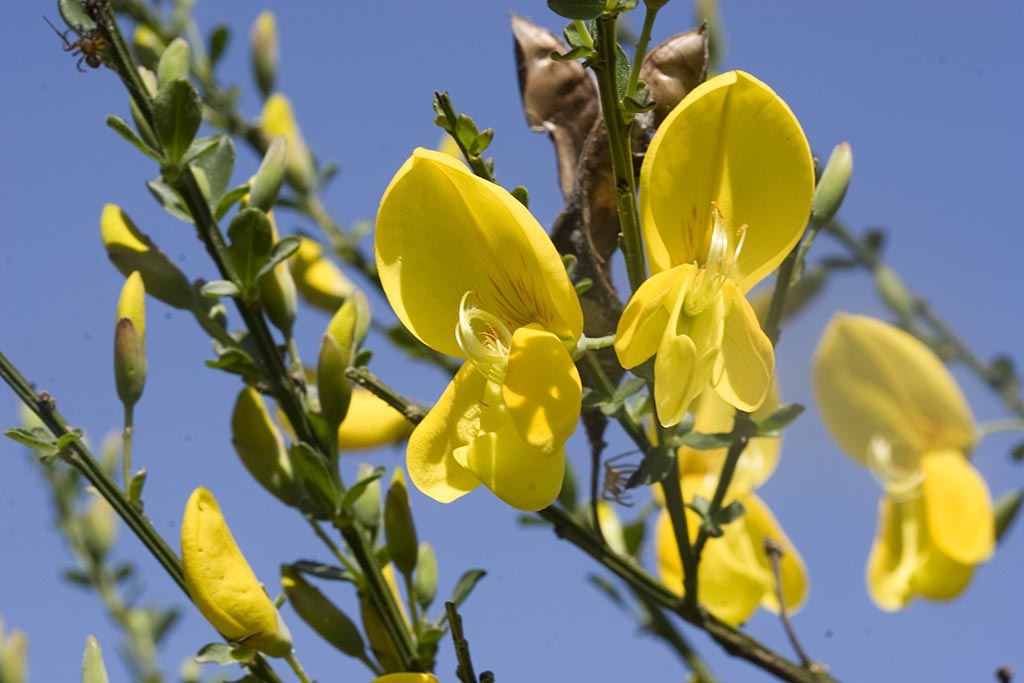 Brem - Cytisus scoparius : Zakje