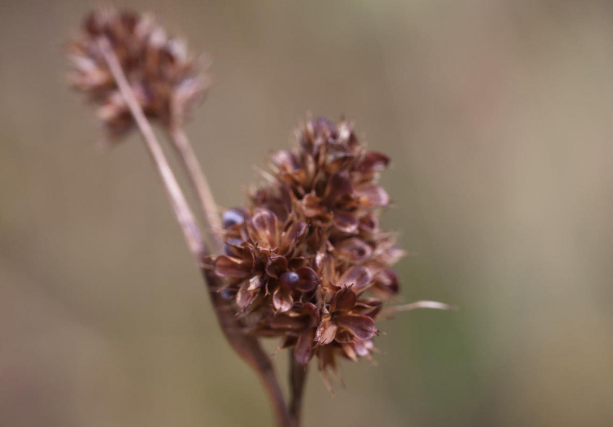 Dichte veldbies - Luzula congesta : Losse grammen