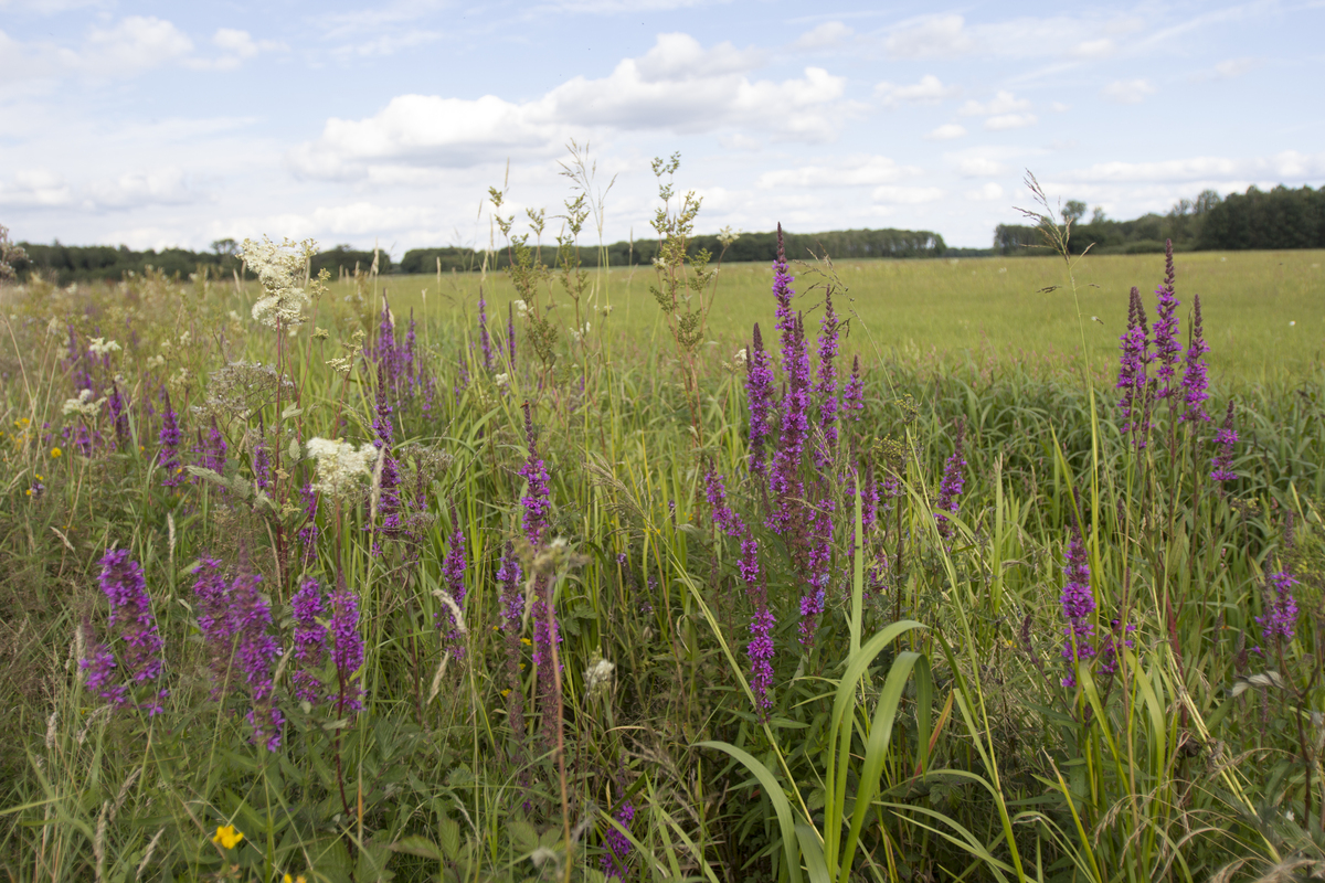 G3 Bloemrijk grasland - natte grond : Losse grammen