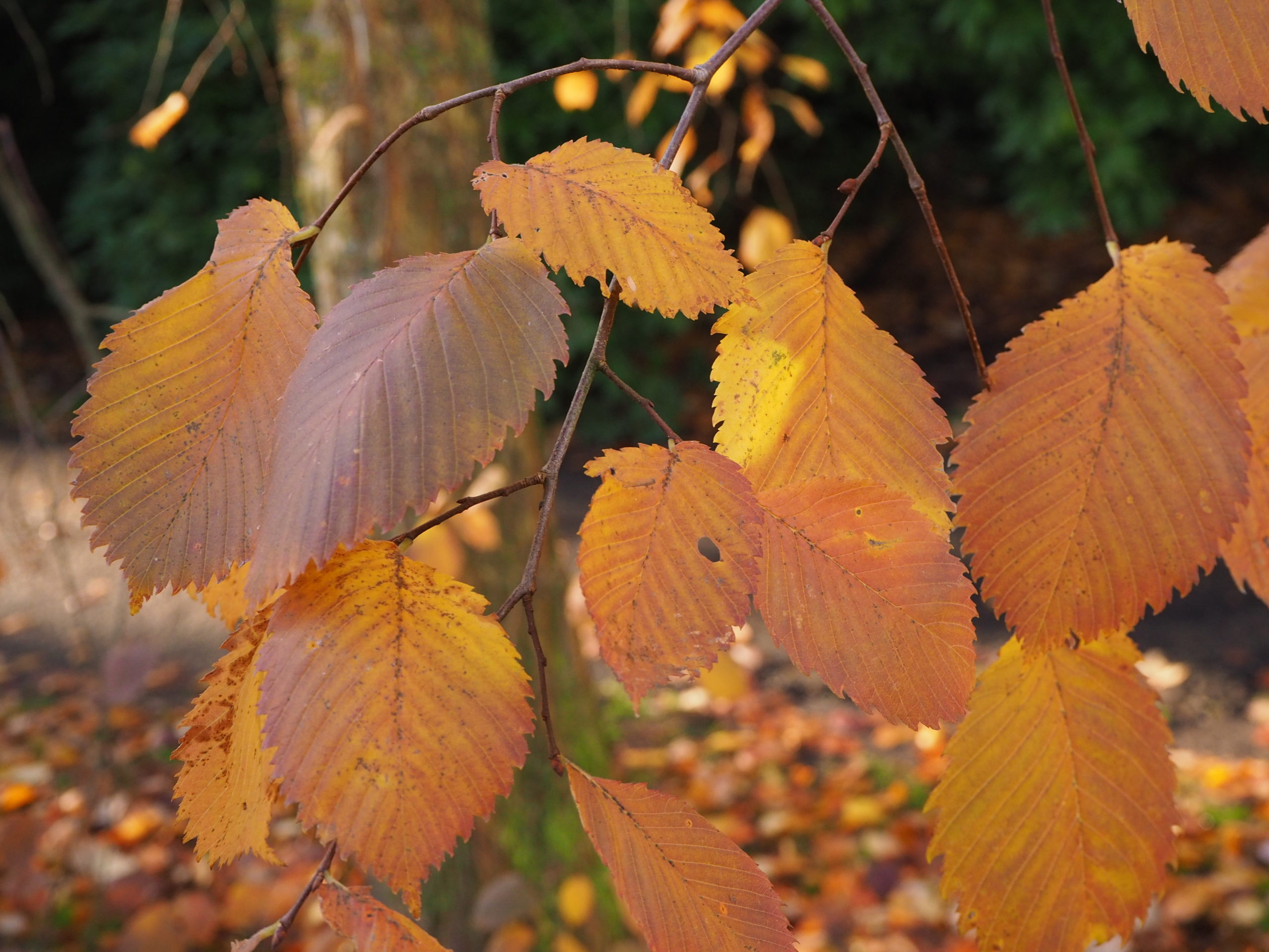 Steeliep/Fladderiep - Ulmus laevis : Los stuk wortelgoed