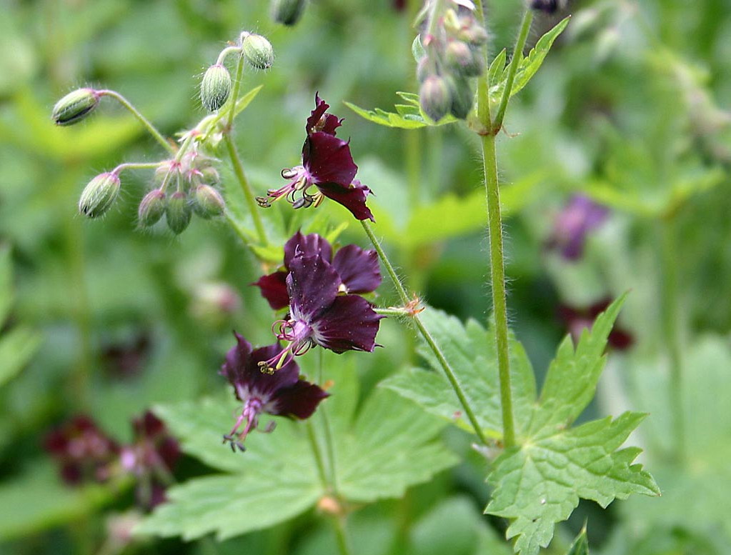 Donkere ooievaarsbek - Geranium phaeum : Losse grammen