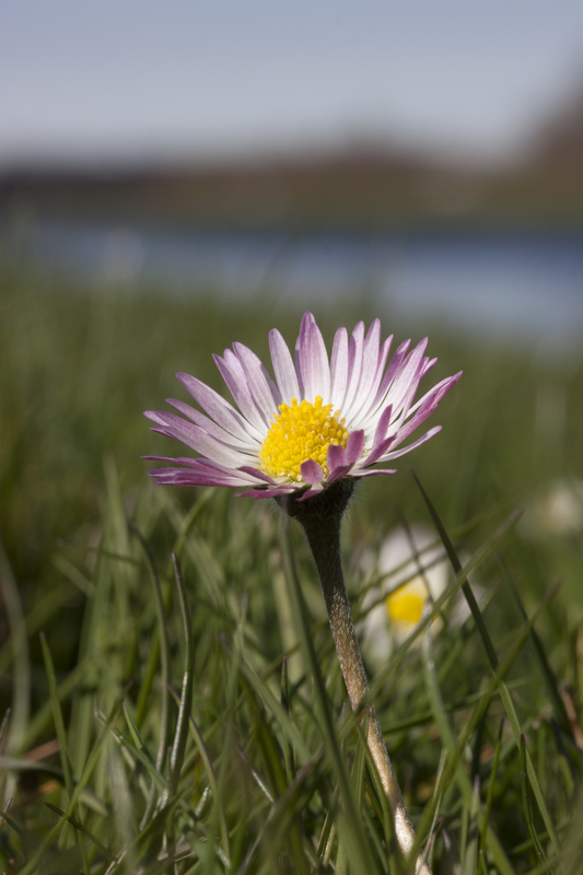 Madeliefje - Bellis perennis : Plant in P9 pot