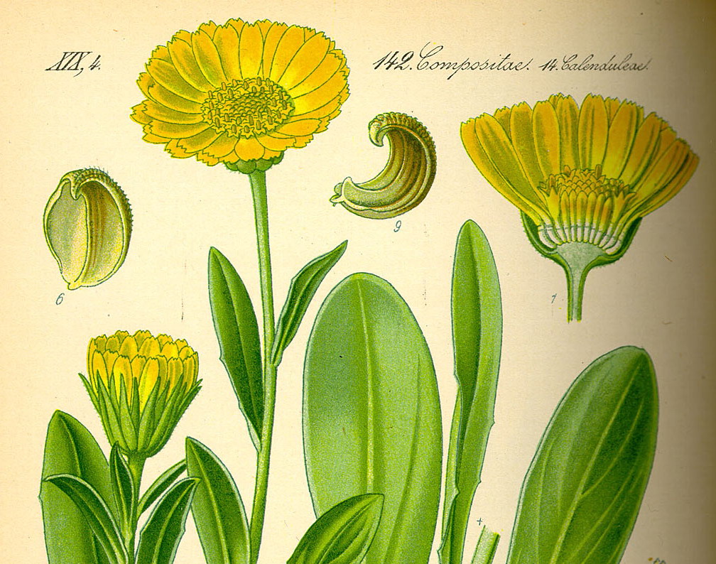 Goudsbloem - Calendula officinalis : Losse grammen