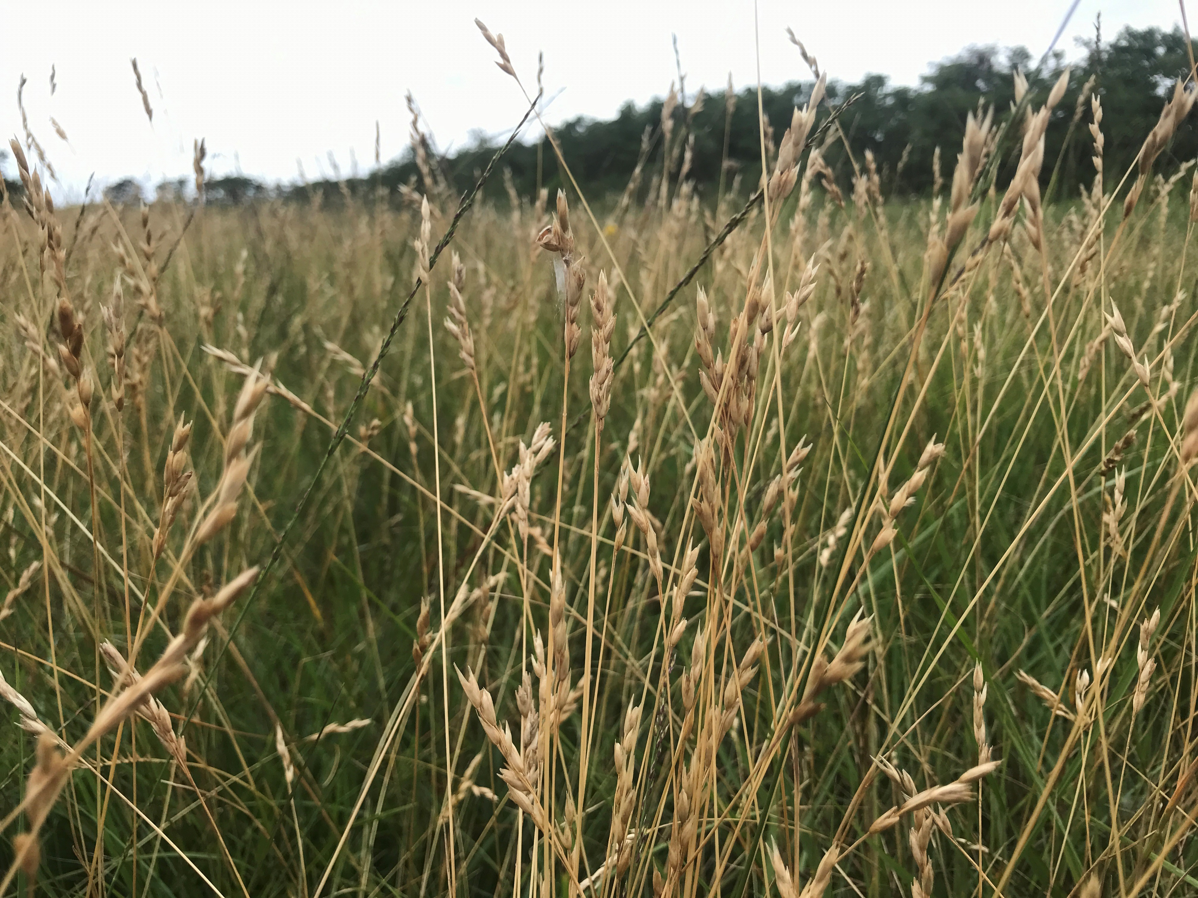 Tandjesgras - Danthonia decumbens : Losse grammen