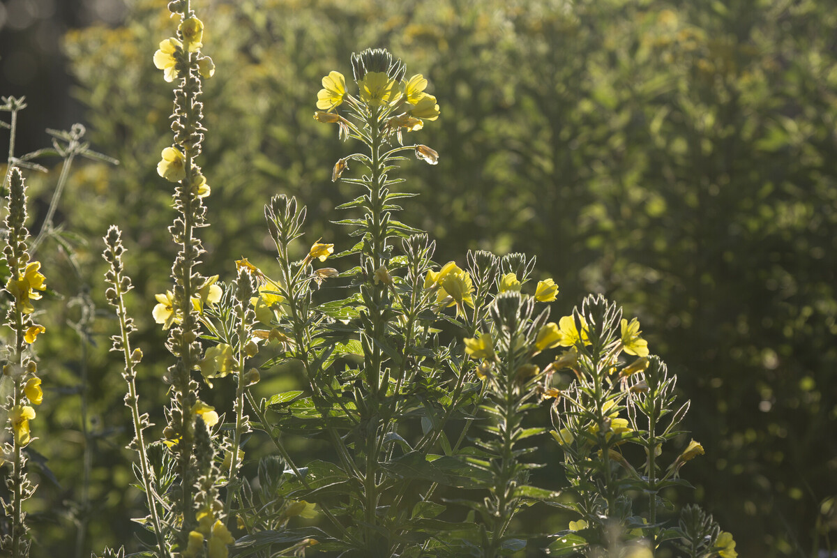 Middelste teunisbloem - Oenothera biennis : Plant in P9 pot