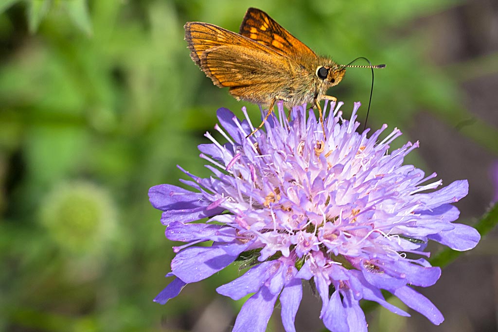 Beemdkroon - Knautia arvensis : Plant in P9 pot