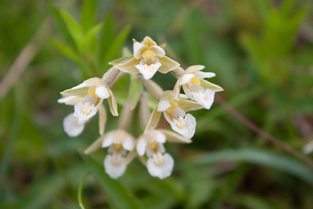 Moeraswespenorchis - Epipactis palustris : Plant in P9 pot