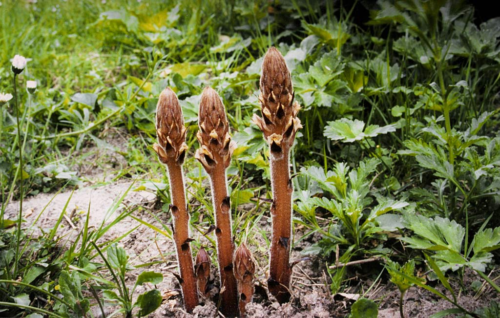 Klimopbremraap - Orobanche hederae : Zakje