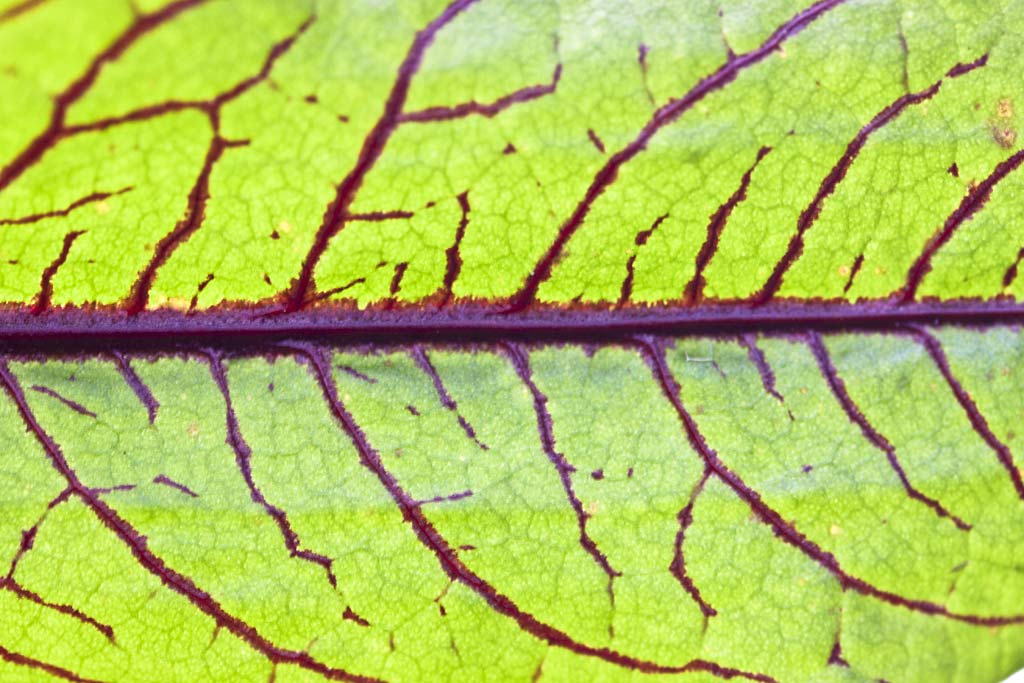 Bloedzuring - Rumex sanguineus : Zakje