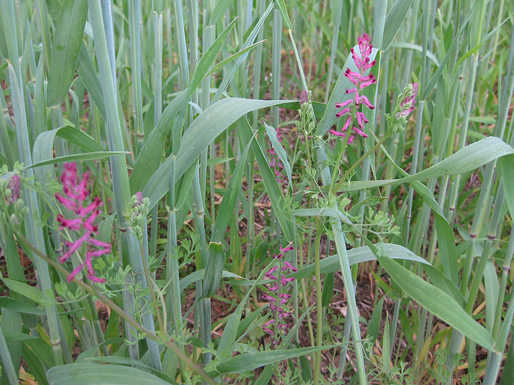 Gewone duivenkervel - Fumaria officinalis : Zakje