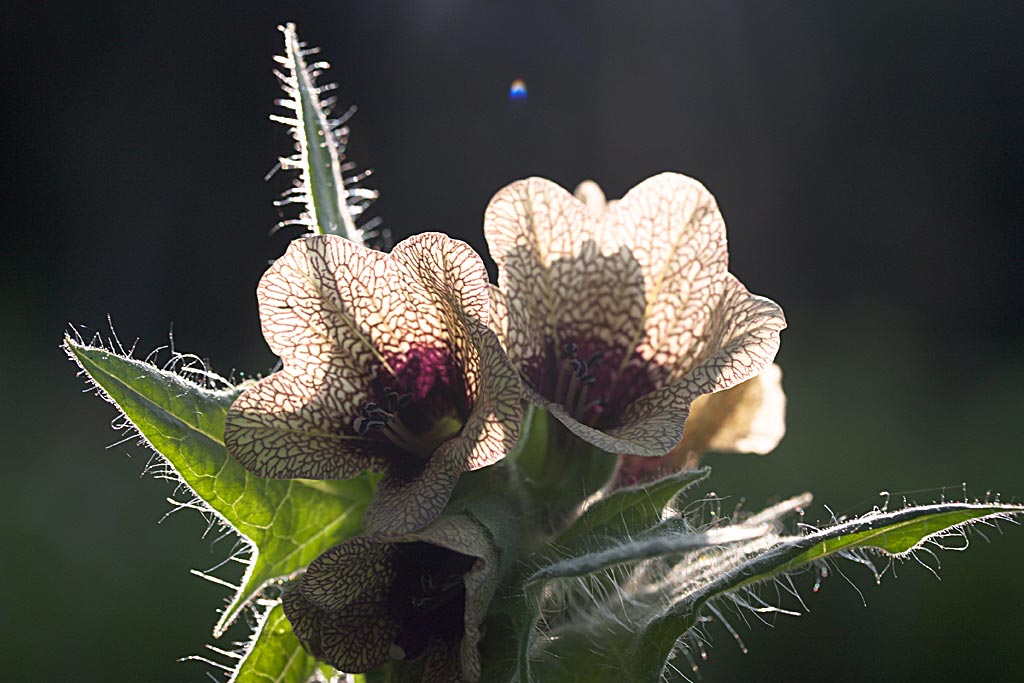 Bilzekruid - Hyoscyamus niger : Losse grammen