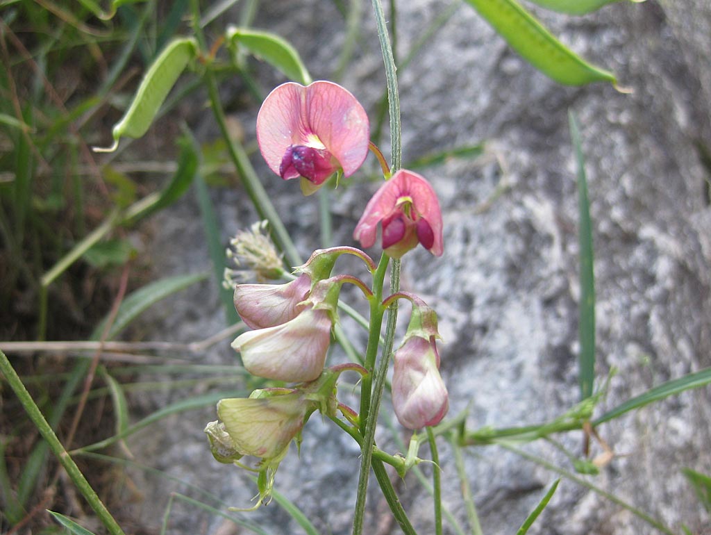 Boslathyrus - Lathyrus sylvestris : Losse grammen