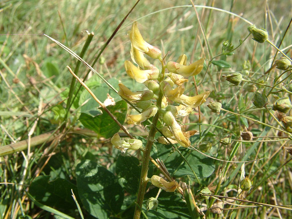 Hokjespeul - Astragalus glycyphyllos : Losse grammen